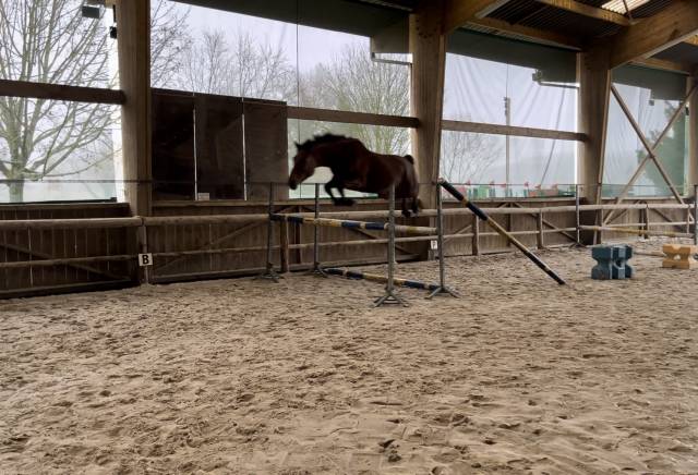 Yegua KWPN Caballo de Deporte Neerlandés En venta 2021 Bayo por MANDEN I SONDERBYGAARD