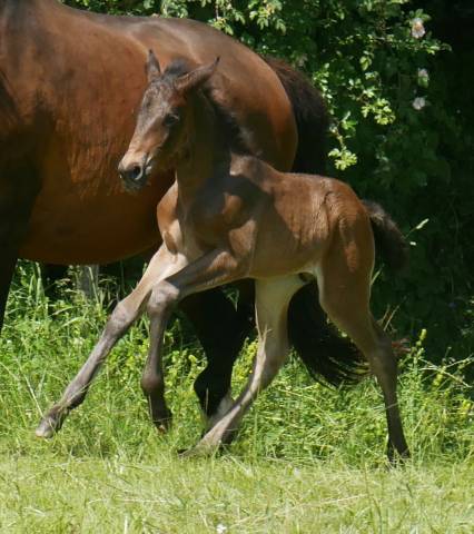 Potro Lusitano En venta 2024 Otra capa