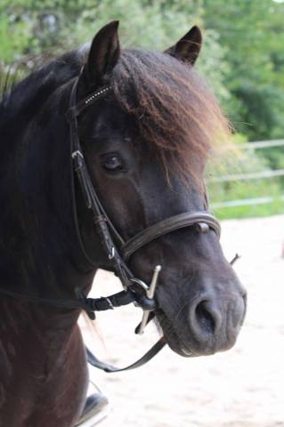 Caballo castrado Origen No Constatado En venta 2008 Negro