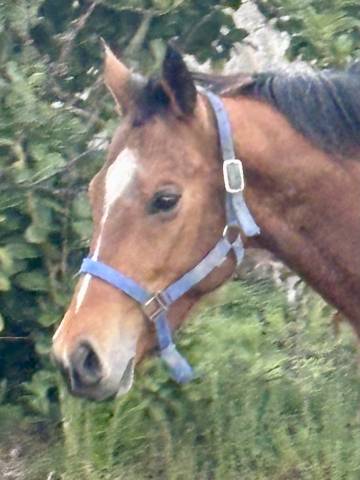 Caballo castrado Anglo-Arabe En venta 2020 Bayo por Scalo