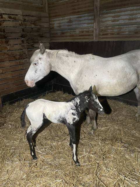 Potranca Appaloosa En venta 2025 Negro