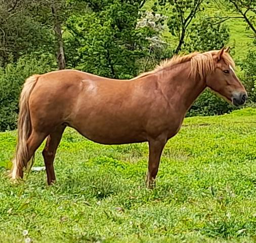 Yegua Connemara En venta 2019 Alazán por TITUS DE LIAF