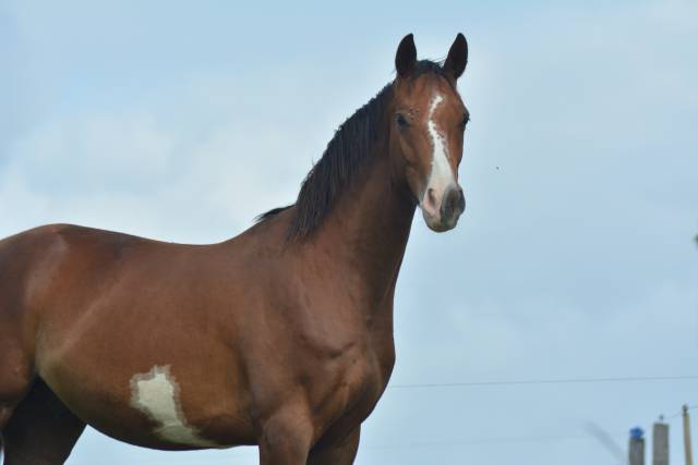Caballo castrado AES Anglo European Studbook En venta 2022 Pío