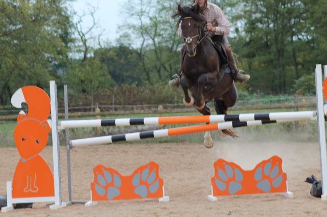 Caballo entero Origine Constatée En venta 2009 Alazán tostado por Garnement La Brée