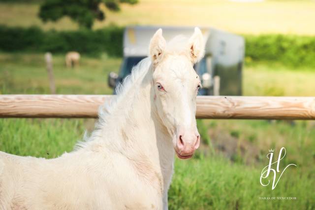 Potro Lusitano En venta 2025 Crema por Ouro JLC