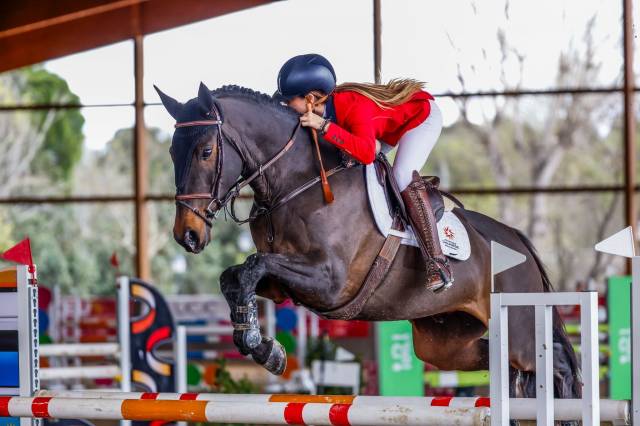 Caballo castrado 2017