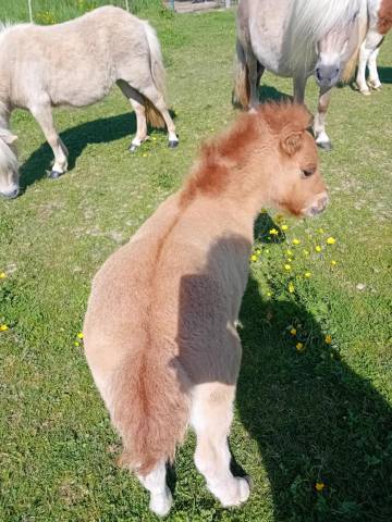 Potro Shetland En venta 2025 Dun por stjernens waston