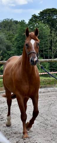 Yegua de ganadería Hannoveriano En venta 2008 Alazán por DON FREDERICO
