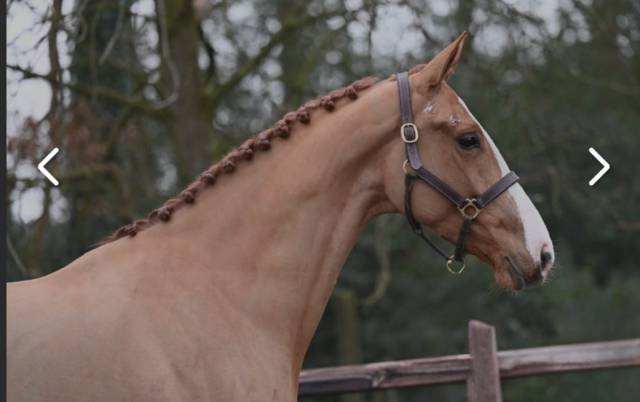Yegua KWPN Caballo de Deporte Neerlandés En venta 2019 Alazán