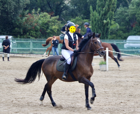 Caballo castrado Origen No Constatado En venta 2016 Bayo moreno