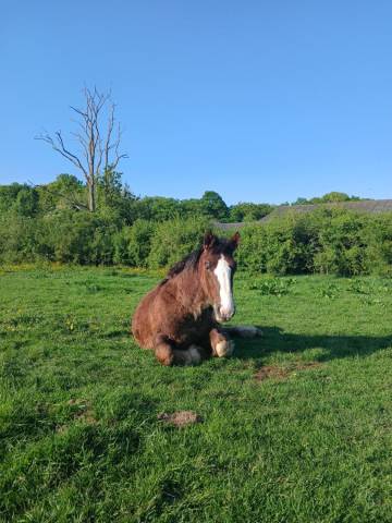 Caballo castrado Tiro Bretón En venta 2023 Alazán tostado