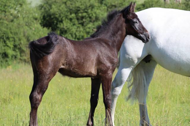 Potro PFS Poni Françés de Silla En venta 2025 Tordo por Usandro Tilia Derlenn