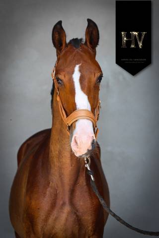 Potro Lusitano En venta 2024 Bayo por Ouro JLC