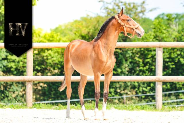 Potro Lusitano En venta 2024 Bayo por Ouro JLC