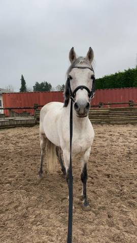 Semental PRE Pura Raza Española En venta 2014 Tordo por DESEO VI