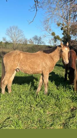 NEVADA OLD'EURTHUR - Silla Franc&eacute;s 2023 por JACKPOT DE CORBION