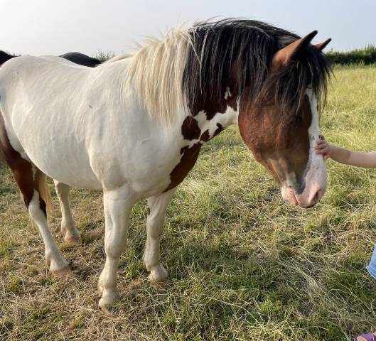 Caballo entero Origen No Constatado En venta 2023 Pío por INCONNU