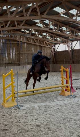 Caballo castrado Origine Constatée En venta 2014 Bayo por NAVAHO DU PUY