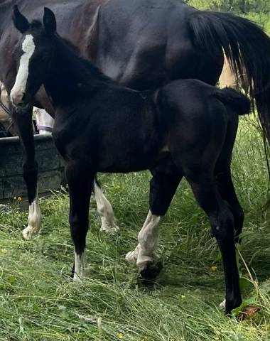 Potranca Silla Francés En venta 2025 Negro por excalibur dela tour vidal