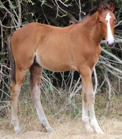 Potro PFS Poni Françés de Silla En venta 2025 Bayo