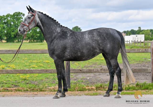 Yegua Zangersheide En venta 2019 Tordo