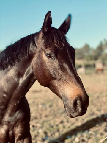 Caballo castrado Silla Francés En venta 2018 Bayo moreno por VLEUT