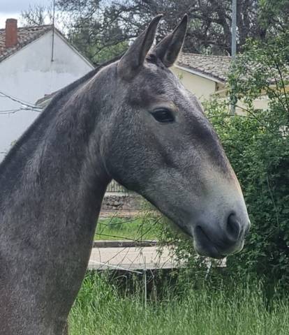 Yegua Lusitano En venta 2022 Tordo