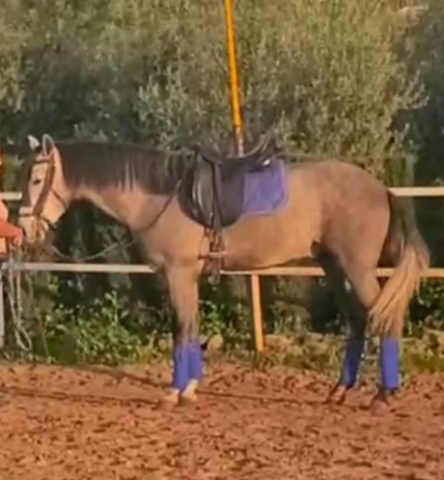 Caballo castrado PRE Pura Raza Española En venta 2022 Tordo