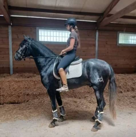 Caballo entero PRE Pura Raza Española En venta 2022 Tordo