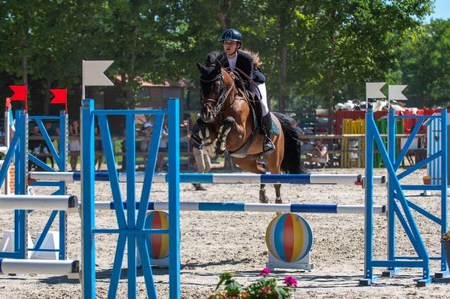 Caballo castrado PFS Poni Françés de Silla En venta 2000 Bayo