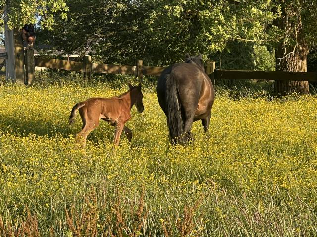 Potro Lusitano En venta 2025 Bayo moreno por Prestigio