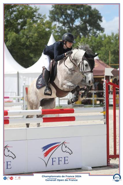 Caballo castrado PFS Poni Françés de Silla En venta 2015 Tordo por PRESIDENT