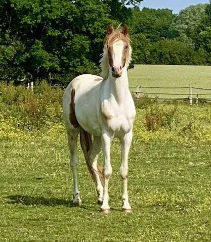 Caballo castrado PFS Poni Françés de Silla En venta 2023 Tobiano