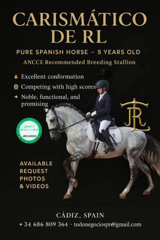 Caballo pre elite