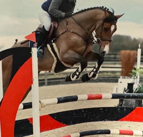 Caballo castrado Zangersheide En venta 2018 Bayo
