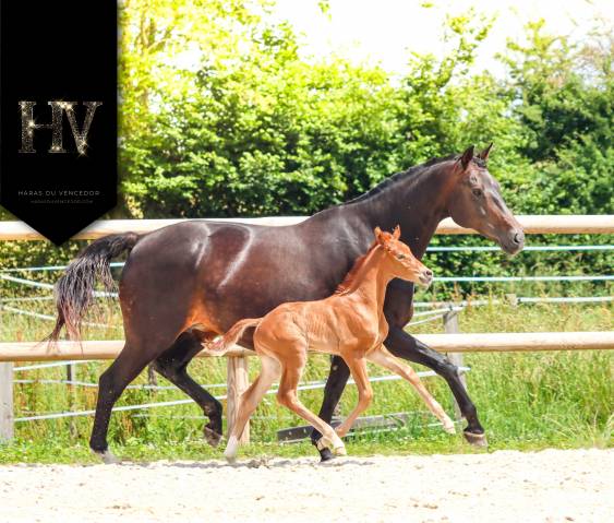 Potro KWPN Caballo de Deporte Neerlandés En venta 2025 Alazán por Perfect Silver Legend