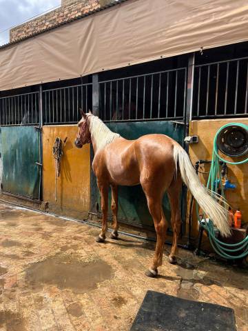 Caballo español y luzoarabe