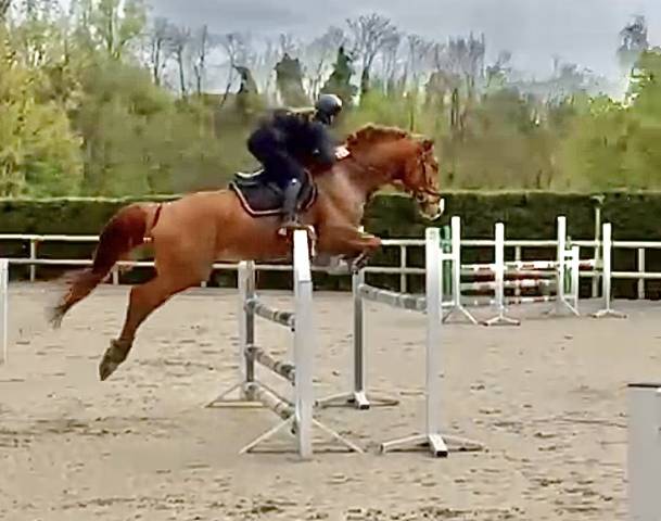 Caballo castrado Silla Francés En venta 2020 Alazán por victorhugo du bois margot