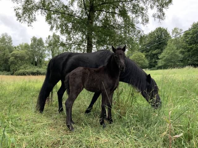 Potranca Dartmoor En venta 2025 Bayo moreno
