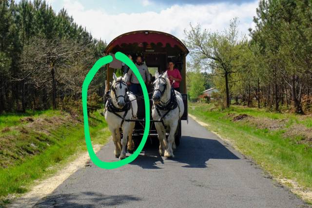 Yegua Percheron En venta 2014 Tordo por Ulysse des archers