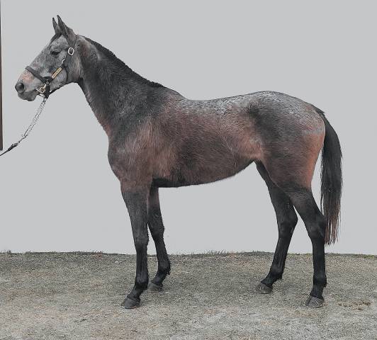 Yegua Pura Sangre En venta 2021 Tordo por Beau mec de Houelle