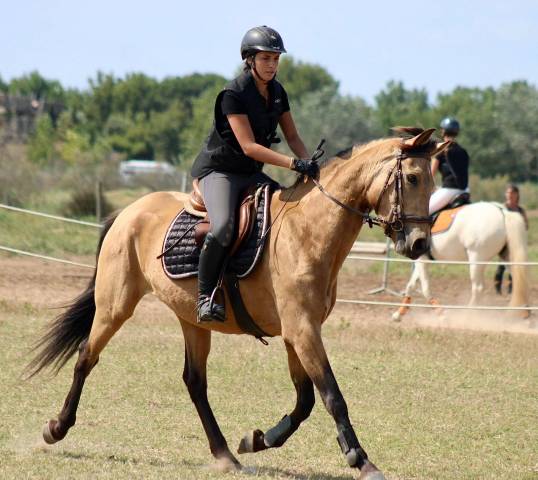 Yegua Origen No Constatado En venta 2021 Isabelo