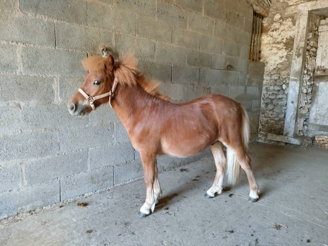 Caballo entero Shetland En venta 2024 Alazán por VICKING COMMANDERIE