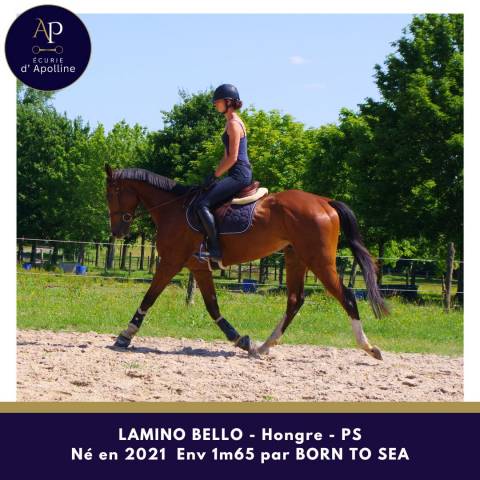 Caballo castrado Pura Sangre En venta 2021 Bayo