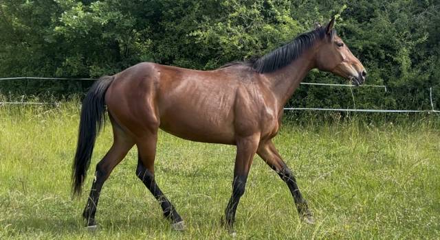 Yegua Trotón Francés En venta 2018 Bayo