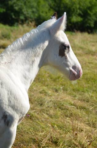 Potro Caballo de Silla En venta 2025 Tovero