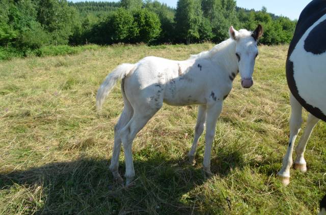 Potro Caballo de Silla En venta 2025 Tovero