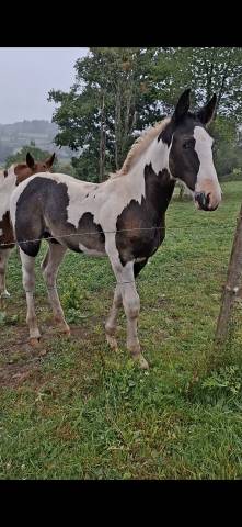 Potro Otra raza de Caballos En venta 2025 Tobiano