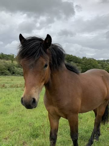 Semental Dartmoor En venta 2024 Bayo
