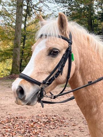 Caballo castrado Welsh Poni (Sección B) En venta 2014 Palomino
